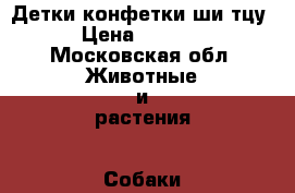 Детки-конфетки ши тцу  › Цена ­ 10 000 - Московская обл. Животные и растения » Собаки   